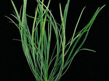 Ophiopogon joponicus