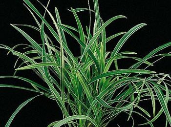 Ophiopogon joponicus var. variegatum