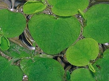 Phittonia agryronauta