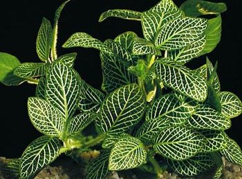 Phyllanthus fluitans