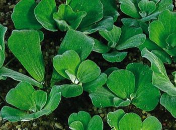 Pistia stratiotes