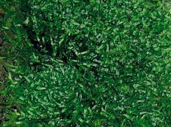 Riccia fluitans