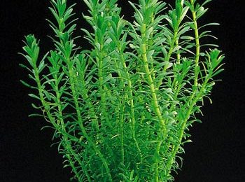 Rotala bosahii