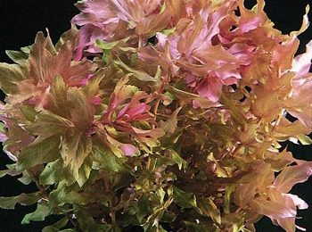 Rotala macranda