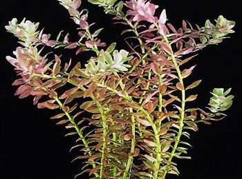 Rotala rotundifolia