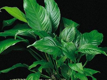 Anubias heterophylla