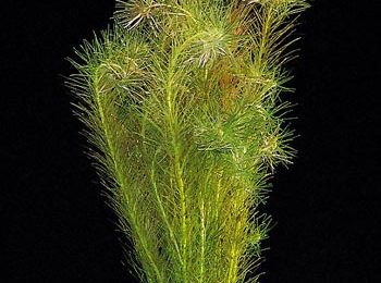 Rotala wallichii