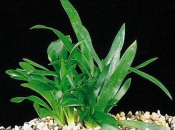 Sagittaria platyphylla