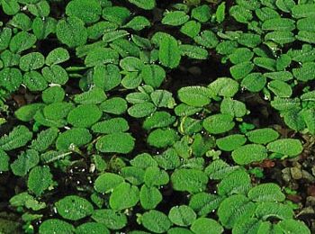 Salvinia natans