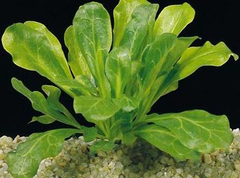 Samolus parviflorus