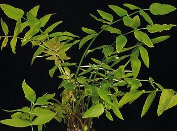 Sium floridanum