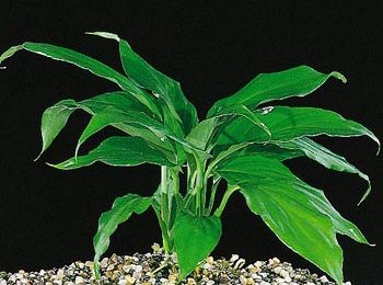 Spatiphillum wallisii