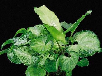 Syngonium withe butterfly