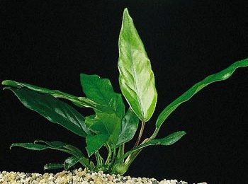 Anubias kruising