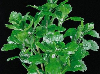 Trichocoronis rivularis