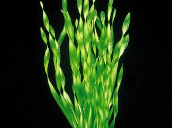 Vallisneria asiatica