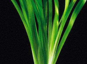 Vallisneria gigantea