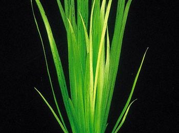 Vallisneria spiralis 'rubra'