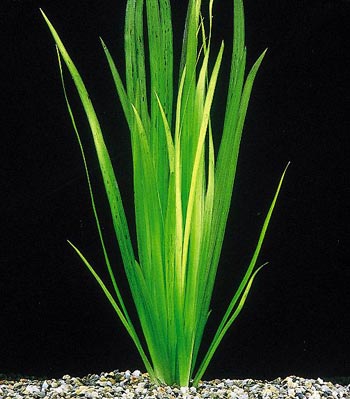 Vallisneria spiralis 'rubra'