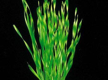 Vallisneria spiralis 'torta'