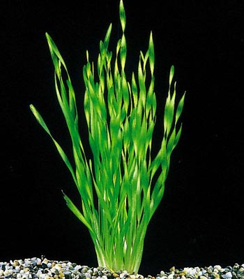 Vallisneria spiralis 'torta'