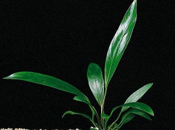Anubias lanceolata