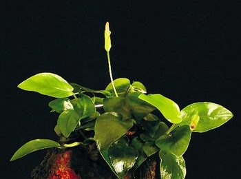 Anubias species var. 'nana'