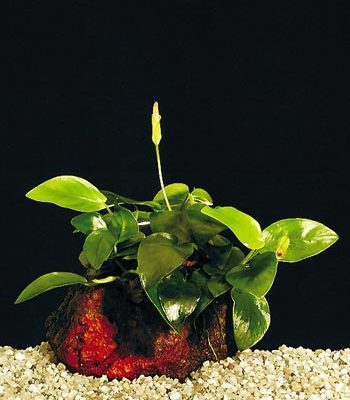 Anubias species var. 'nana'