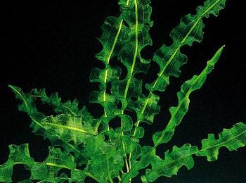 Aponogeton capuroni