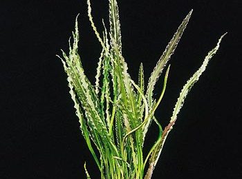 Aponogeton rigidifolius