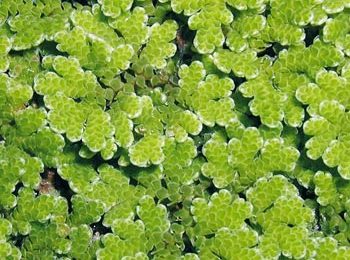 Azolla caroliniana
