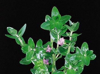 Bacopa caroliniana
