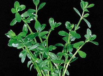 Bacopa monnieri