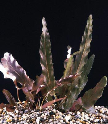 Barclaya longifolia
