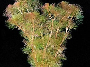 Cabomba piauhyensis