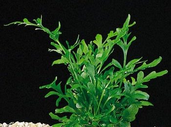 Ceratopteris thalictroides