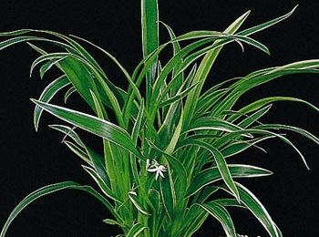 Chlorophytun bichetii
