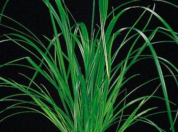 Cyperus helferi