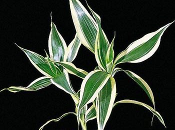 Dracaena sanderiana