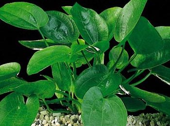 Echinodorus cordifolius