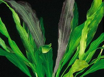 Echinodorus horemanni