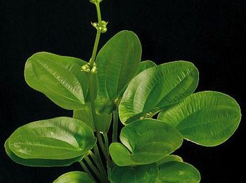 Echinodorus kompacta