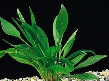 Echinodorus magdanelensis