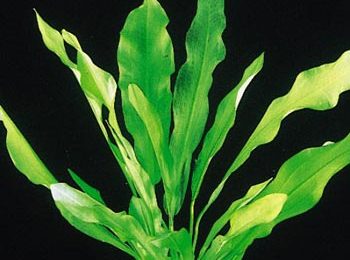 Echinodorus major