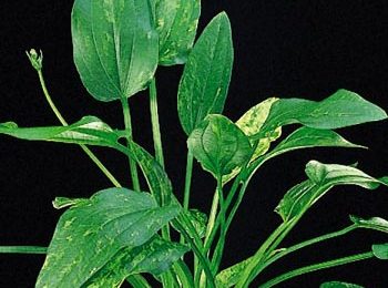 Echinodorus marble queen