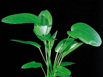 Echinodorus muricatus