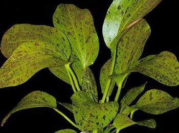 Echinodorus ozelot verde