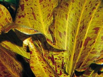 Echinodorus ozelot rosso