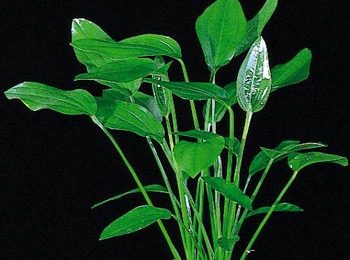 Echinodorus paleofolius