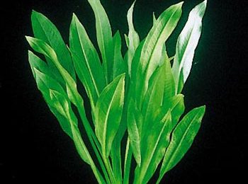 Echinodorus parviflorus